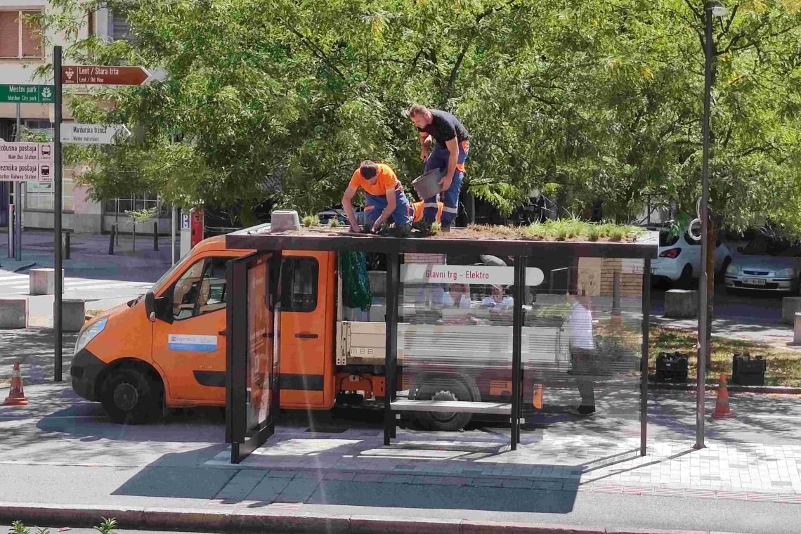 Maribor začel z ozelenjevanjem avtobusnih nadstrešnic